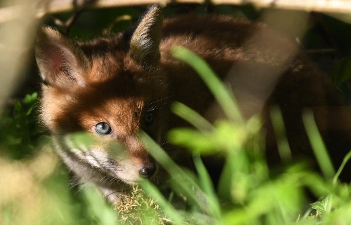 A fox cub half hidden in the bushes, photographed by Paul Shields, University Photographer